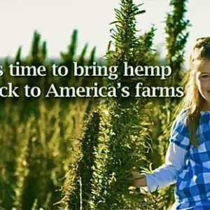 Hemp Field And Little Girl