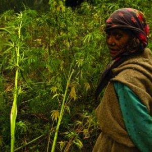 Malana Ganja Farmer