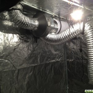 Cannabis 1 Grow Room