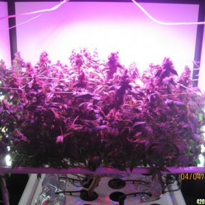 Blue Mystic Day 63 flower, OG Kush day 14 since flip