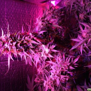 Help harvest