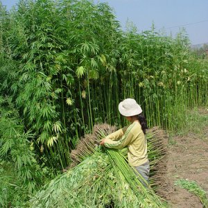 Harvesting Hemp