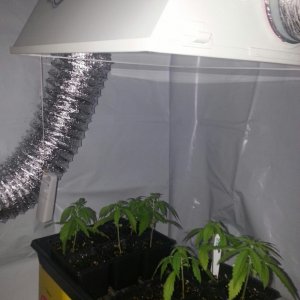 First Grow: Seed / Clone / Veg rack