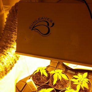 600w Digital Nanolux Ballast and Sunleaves Sunspot 6 hood