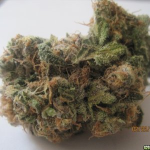 White Widow