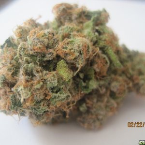 White Widow