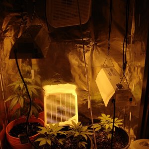 Grow Room