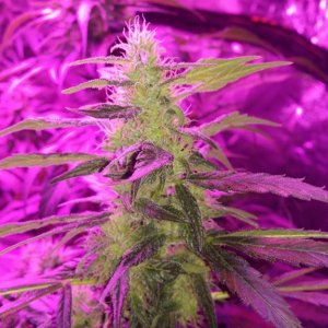 Mars 2 9th watt 40 days Flower