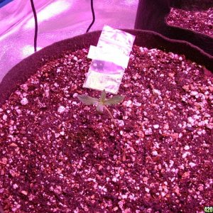 April 2014 Grow