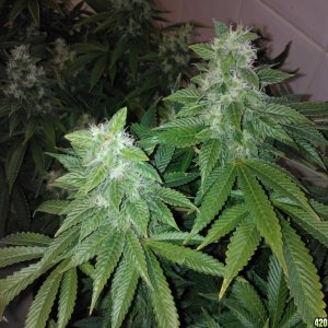 g13haze ktrain coco