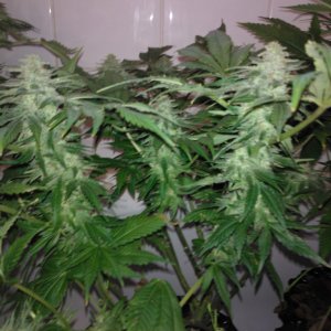 g13haze ktrain coco