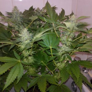 g13haze ktrain coco