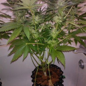 g13haze ktrain coco