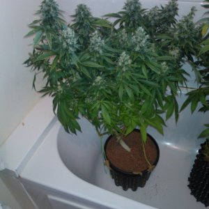 g13haze ktrain coco