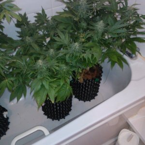 g13haze ktrain coco