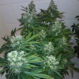 g13haze ktrain coco