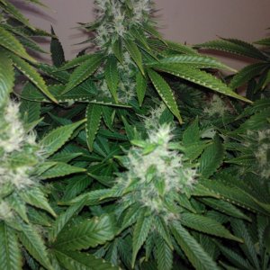 g13haze ktrain coco