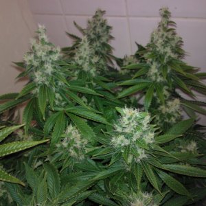 g13haze ktrain coco