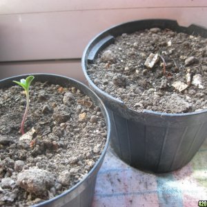 My seedlings / 1st week outdoor