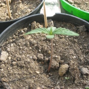 My seedlings / 1st week outdoor