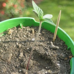 My seedlings / 1st week outdoor