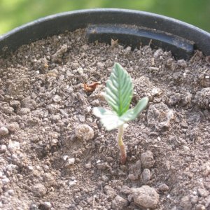 My seedlings / 1st week outdoor