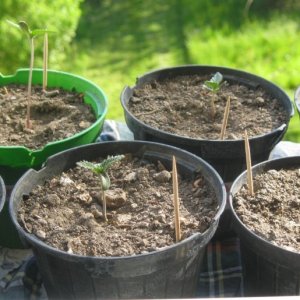 My seedlings / 1st week outdoor