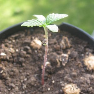 My seedlings / 1st week outdoor