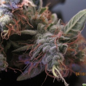 Blue Mystic Harvest, OG Kush day 21 Flower