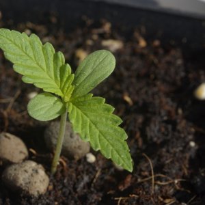 hawaiian skunk haze seedling