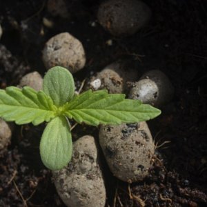 hawaiian skunk haze seedling