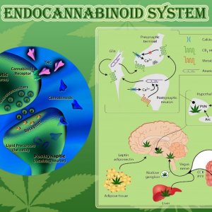 Endocannabinoid System