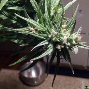 landrace sativa