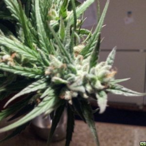 pure landrace sativa