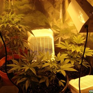 Grow Closet