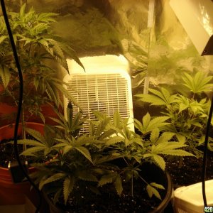 Grow Closet