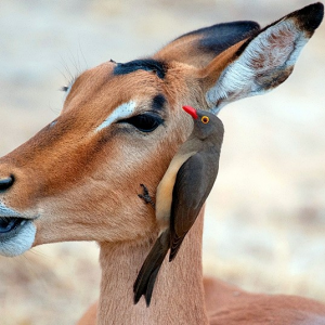 Antelope Oxpecker RSA 14 4 14 b