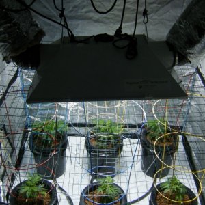 186_plants_veg_day7_clones_day24_mother_day85_