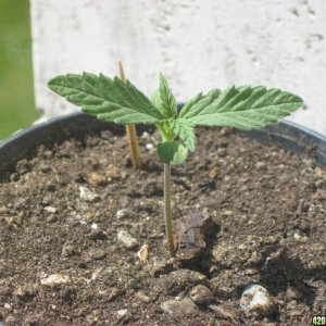 Young seedlings outdoor