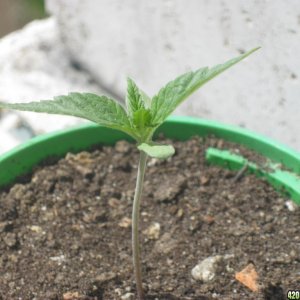 Young seedlings outdoor