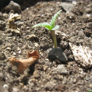 Young seedlings outdoor