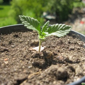 Young seedlings outdoor