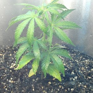 CFL grow