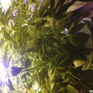 Plants  5 days in flower