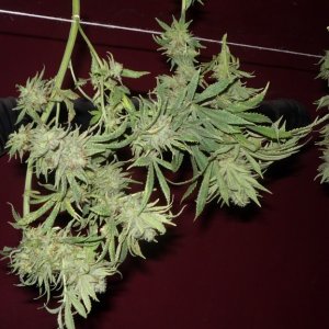 shangrila new strains