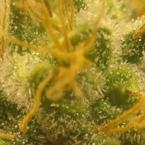 trich_closeup