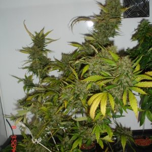 Day_62_B52_plant