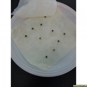 Germinating Seeds