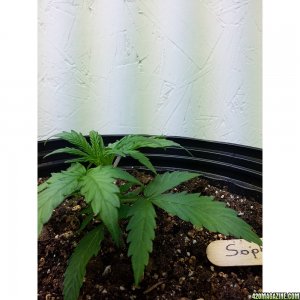 Northern Light Feminized Autoflower