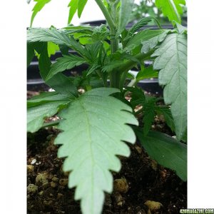 Northern Light Feminized Autoflower